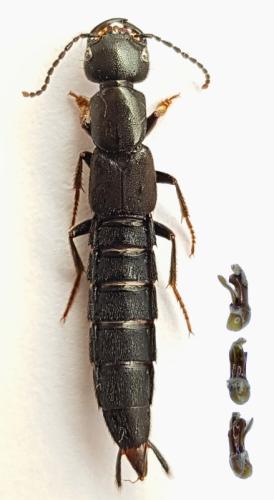 Réf. 352 623 : Tasgius melanarius